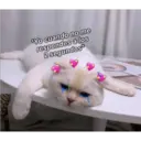 *Yo cuando no me
respondes a los
2 segundos