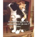 HATE
Si fuéramos gatos, tú
serías el amor de mis 7
vidas.
