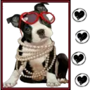 Girls & Dogs 2