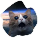 Cats Space 23