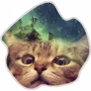 Cats Space 8
