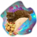Cats Space 16
