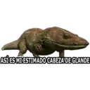 ASÍ ES MI ESTIMADO CABEZA DE GLANDE