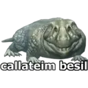 callateim besil