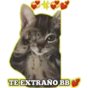 Gatito lindos 5