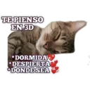 Gatito lindos 4