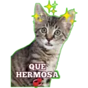 Gatito lindos 11