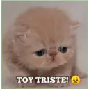 Gatito lindos 6
