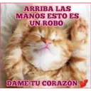 Gatito lindos 12