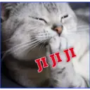 Gatito lindos 7
