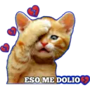 Gatito lindos 8