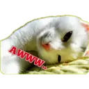 Gatito lindos 1
