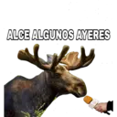 ALCE ALGUNOS AYERES