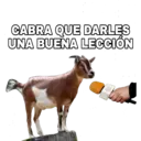 CABRA QUE DARLES UNA BUENA LECCIÓN