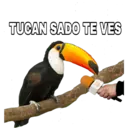 TUCAN SADO TE VES SAX