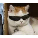 magnificent creatures and two cats 5