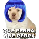 QUE PERRA,
QUE PERRA