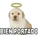 0
BIEN PORTADO
