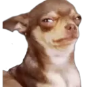Perros 7