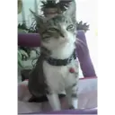 mambenroi jr y mas 3