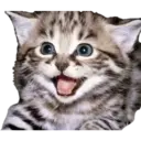 Animales 11