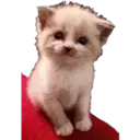 Animales 22