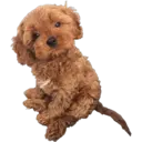 Animales 10