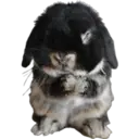 Animales 2