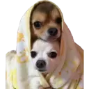 Animales 24