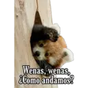 Animales 20