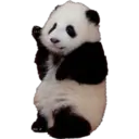 Animales 6