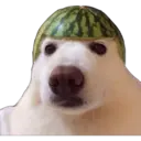 perritos reac. 7