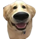 perritos reac. 8