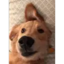 perritos reac. 1