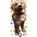 perritos reac. 15