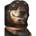 perritos reac. 16