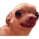 perritos reac. 3