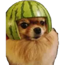 perritos reac. 2