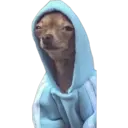 perritos reac. 12