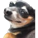 perritos reac. 10