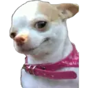 perritos reac. 13