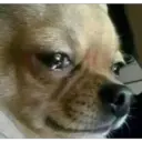 perritos reac. 5