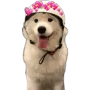 perritos reac. 18