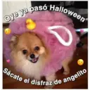 Perritos☆♡ 4 3