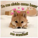 Perritos☆♡ 4 19