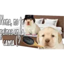 Nena, no to
peines en la
Cama (?