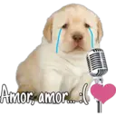 Amor, amor...