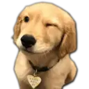 Perritos UwU 27