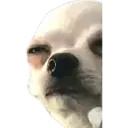 Perritos UwU 3