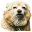 Perritos UwU 5